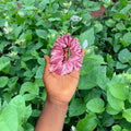 Premium Mauve Satin Hair Scrunchie - Anti-Breakage No-Crease Ponytail Holder